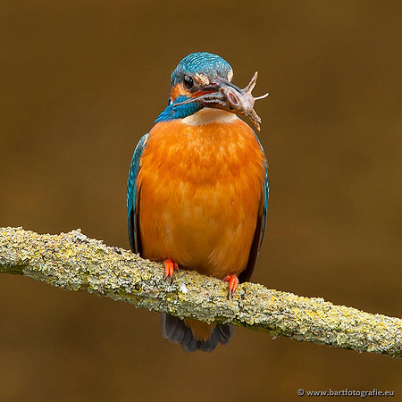 Holenbroeders, Bart Fotografie-370