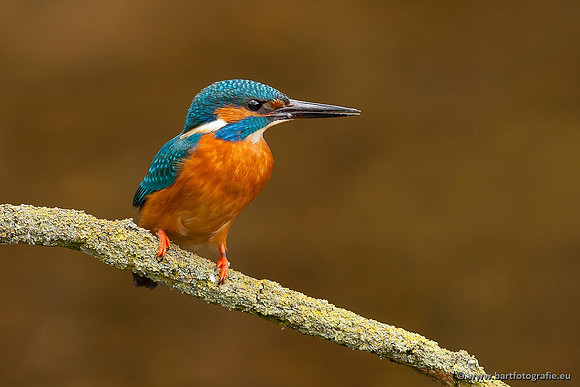 Holenbroeders, Bart Fotografie-371