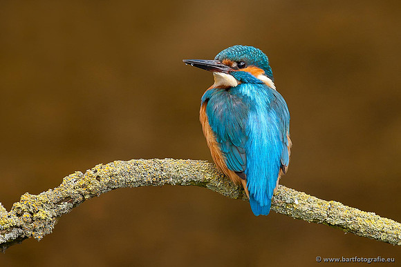 Holenbroeders, Bart Fotografie-373