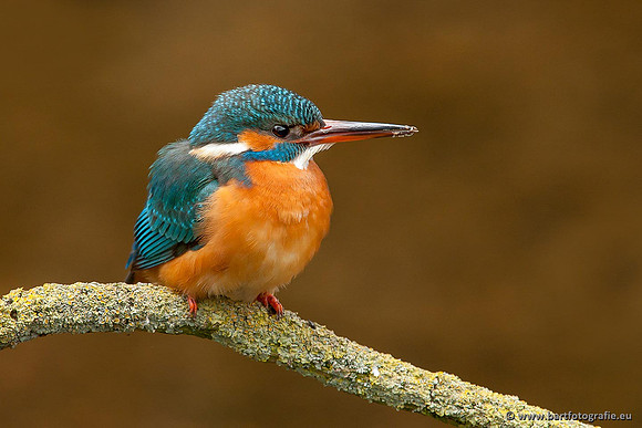 Holenbroeders, Bart Fotografie-376