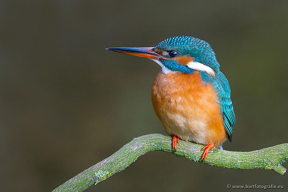 Holenbroeders, Bart Fotografie-379
