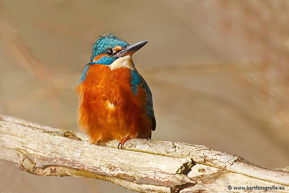 Holenbroeders, Bart Fotografie-381
