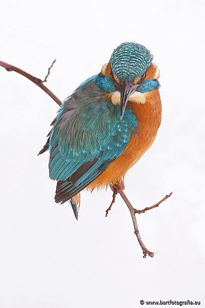 Holenbroeders, Bart Fotografie-388