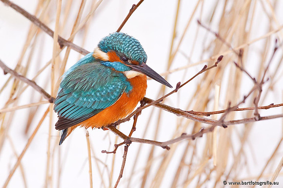 Holenbroeders, Bart Fotografie-393
