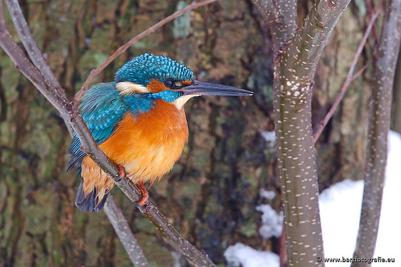 Holenbroeders, Bart Fotografie-395