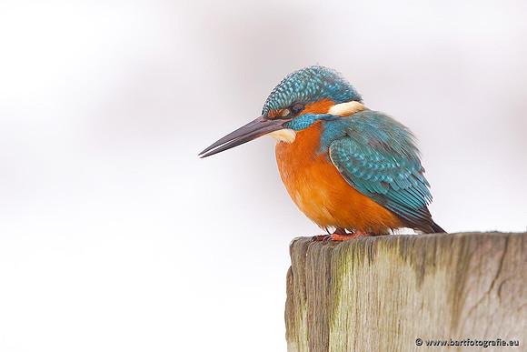 Holenbroeders, Bart Fotografie-398
