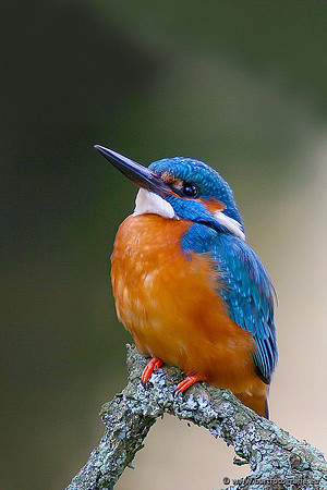Holenbroeders, Bart Fotografie-403