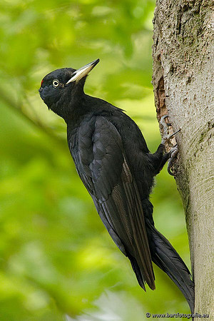 Holenbroeders, Bart Fotografie-418