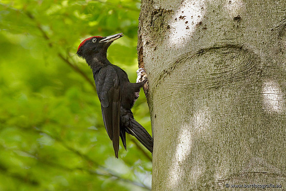Holenbroeders, Bart Fotografie-419