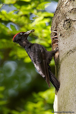 Holenbroeders, Bart Fotografie-423