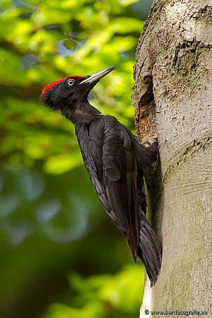 Holenbroeders, Bart Fotografie-424