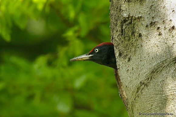 Holenbroeders, Bart Fotografie-426