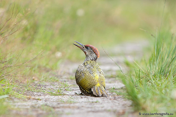 Holenbroeders, Bart Fotografie-432