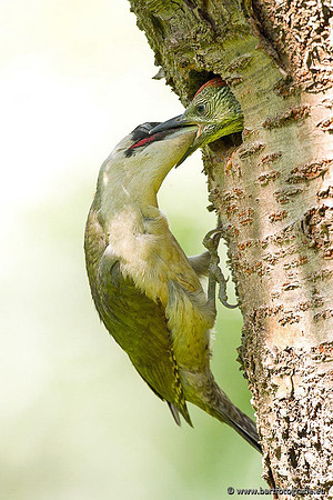 Holenbroeders, Bart Fotografie-437