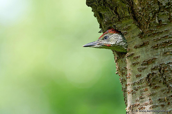 Holenbroeders, Bart Fotografie-455