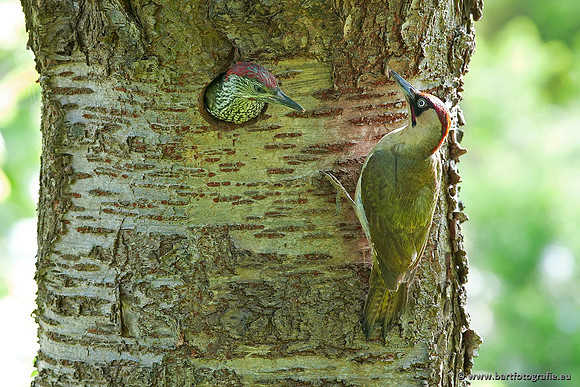 Holenbroeders, Bart Fotografie-457