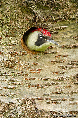 Holenbroeders, Bart Fotografie-458