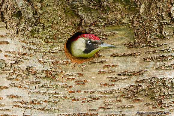 Holenbroeders, Bart Fotografie-459