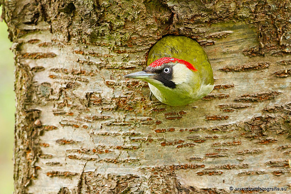 Holenbroeders, Bart Fotografie-461