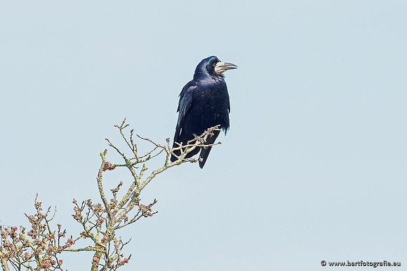 Kraaiachtigen, Bart Fotografie-012