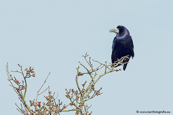 Kraaiachtigen, Bart Fotografie-013