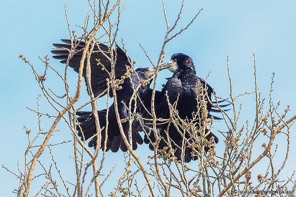 Kraaiachtigen, Bart Fotografie-016