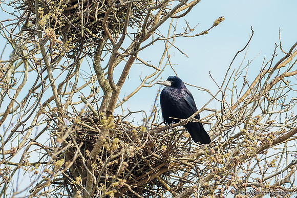 Kraaiachtigen, Bart Fotografie-017