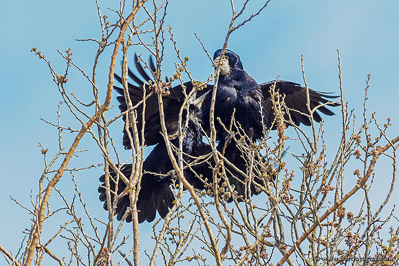 Kraaiachtigen, Bart Fotografie-015
