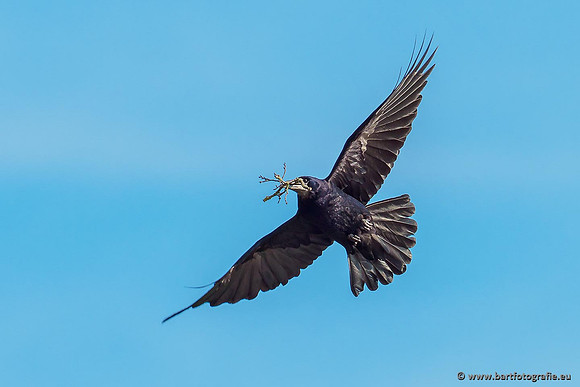 Kraaiachtigen, Bart Fotografie-021