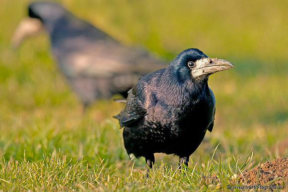Kraaiachtigen, Bart Fotografie-026