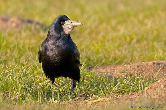 Kraaiachtigen, Bart Fotografie-027