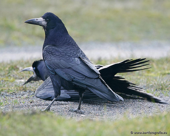 Kraaiachtigen, Bart Fotografie-030