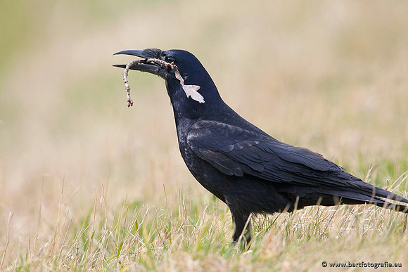 Kraaiachtigen, Bart Fotografie-032