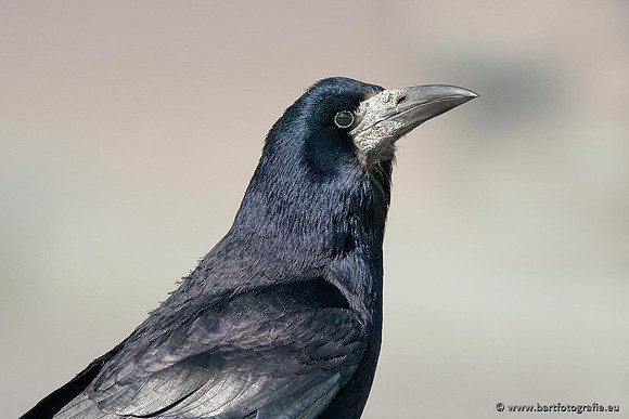 Kraaiachtigen, Bart Fotografie-037