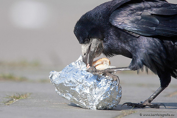 Kraaiachtigen, Bart Fotografie-039