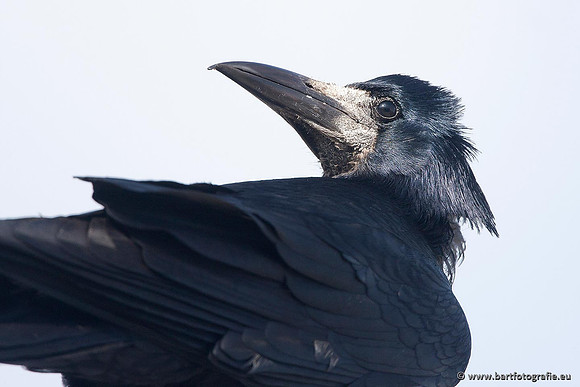Kraaiachtigen, Bart Fotografie-040