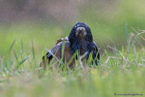 Kraaiachtigen, Bart Fotografie-041