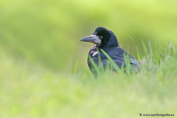 Kraaiachtigen, Bart Fotografie-042