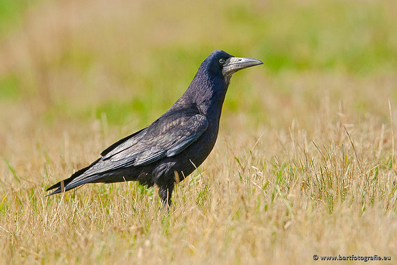 Kraaiachtigen, Bart Fotografie-046