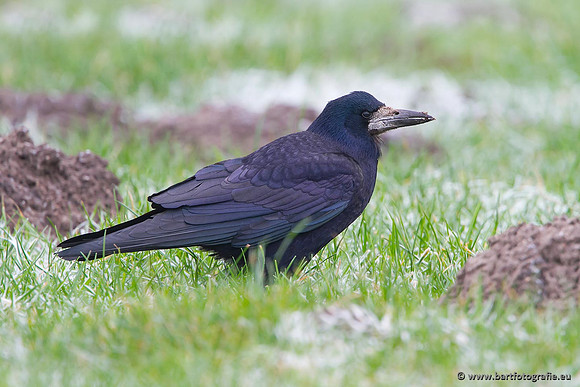 Kraaiachtigen, Bart Fotografie-047