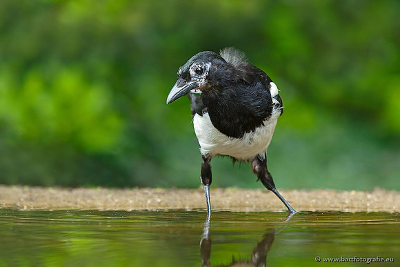 Kraaiachtigen, Bart Fotografie-049