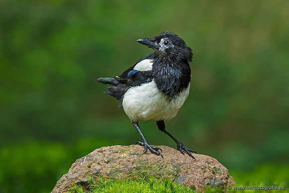 Kraaiachtigen, Bart Fotografie-050