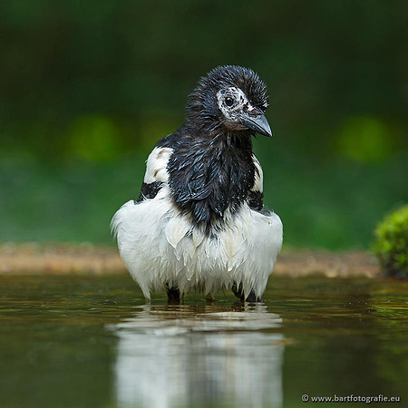 Kraaiachtigen, Bart Fotografie-051