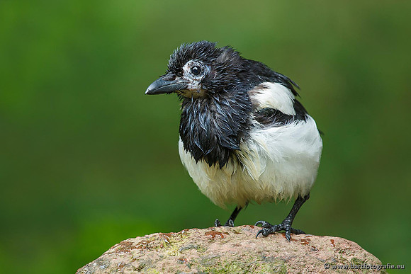 Kraaiachtigen, Bart Fotografie-052