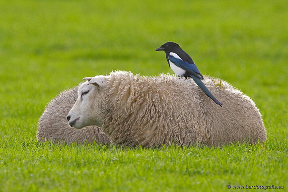 Kraaiachtigen, Bart Fotografie-062