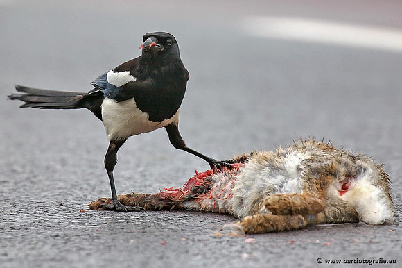 Kraaiachtigen, Bart Fotografie-063