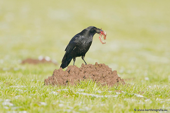 Kraaiachtigen, Bart Fotografie-078