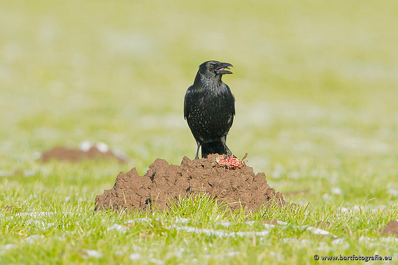 Kraaiachtigen, Bart Fotografie-077