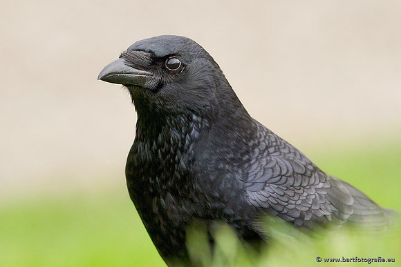 Kraaiachtigen, Bart Fotografie-082