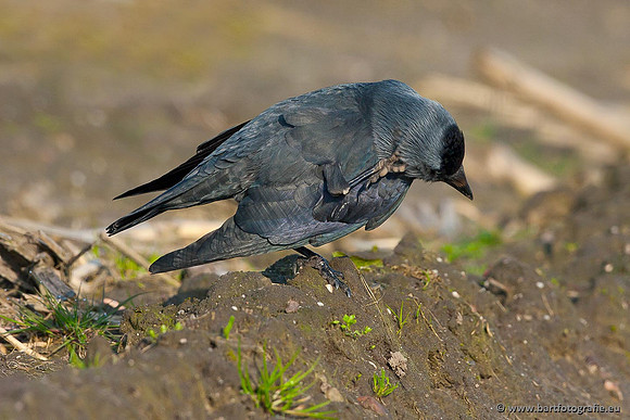 Kraaiachtigen, Bart Fotografie-088